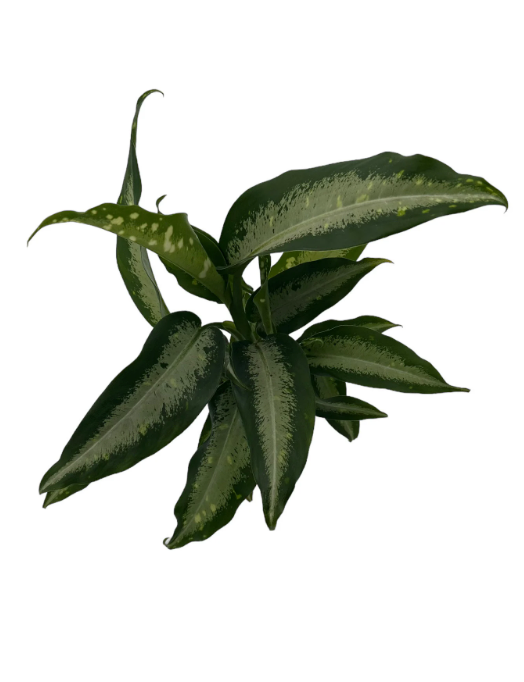 Dieffenbachia