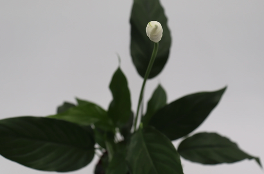 Peace Lily