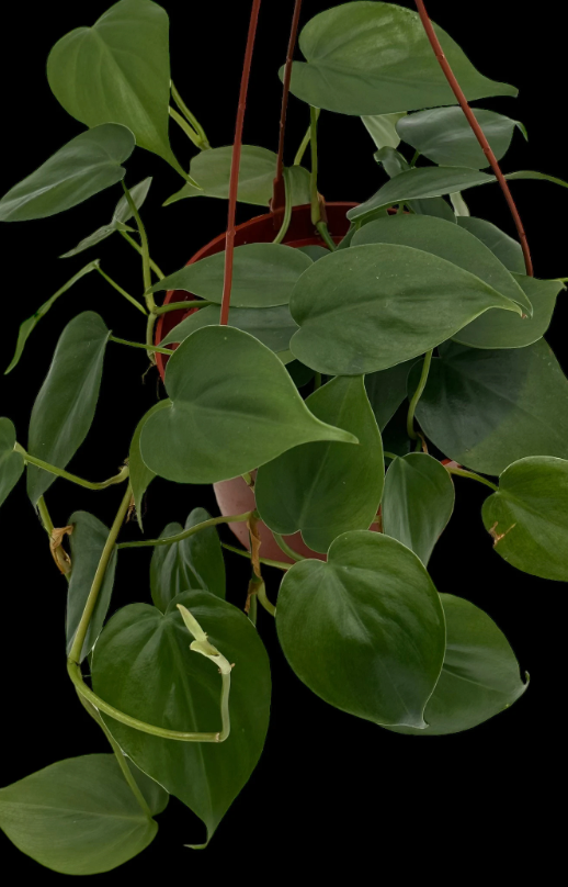 Philodendron Cordatum