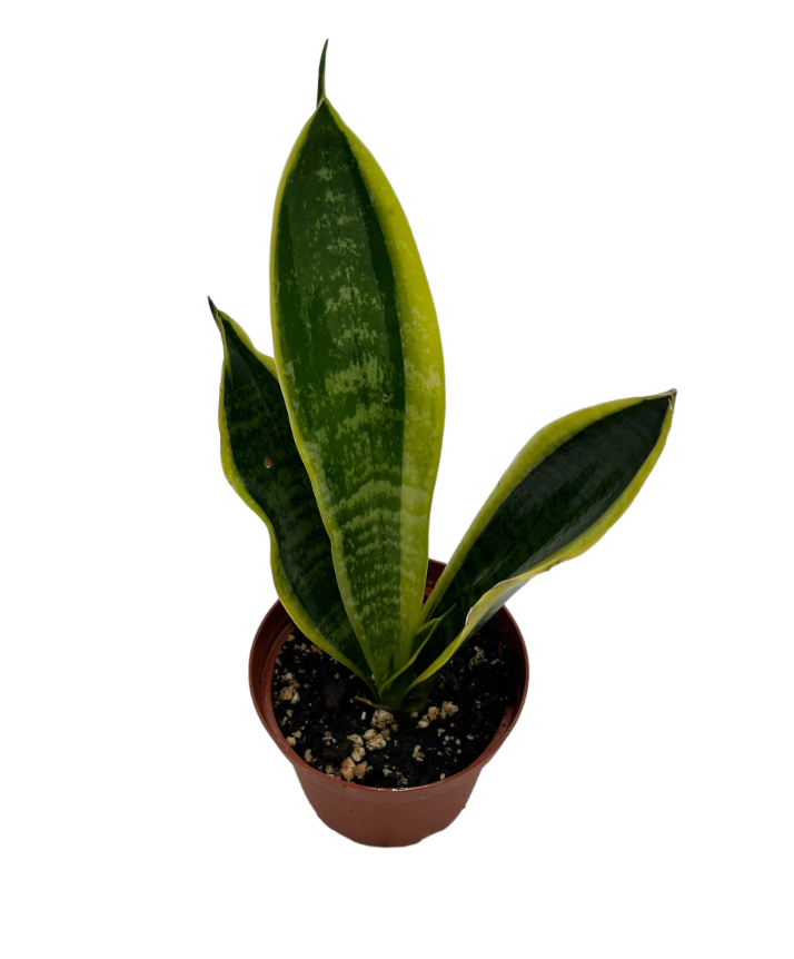 Sansevieria Laurentii