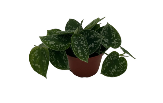 Pothos Satin