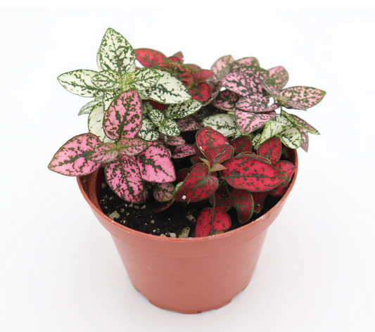 Hypoestes Tricolor (Polka Dot)