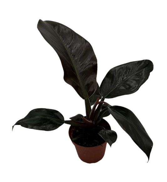 Congo Rojo Philodendron