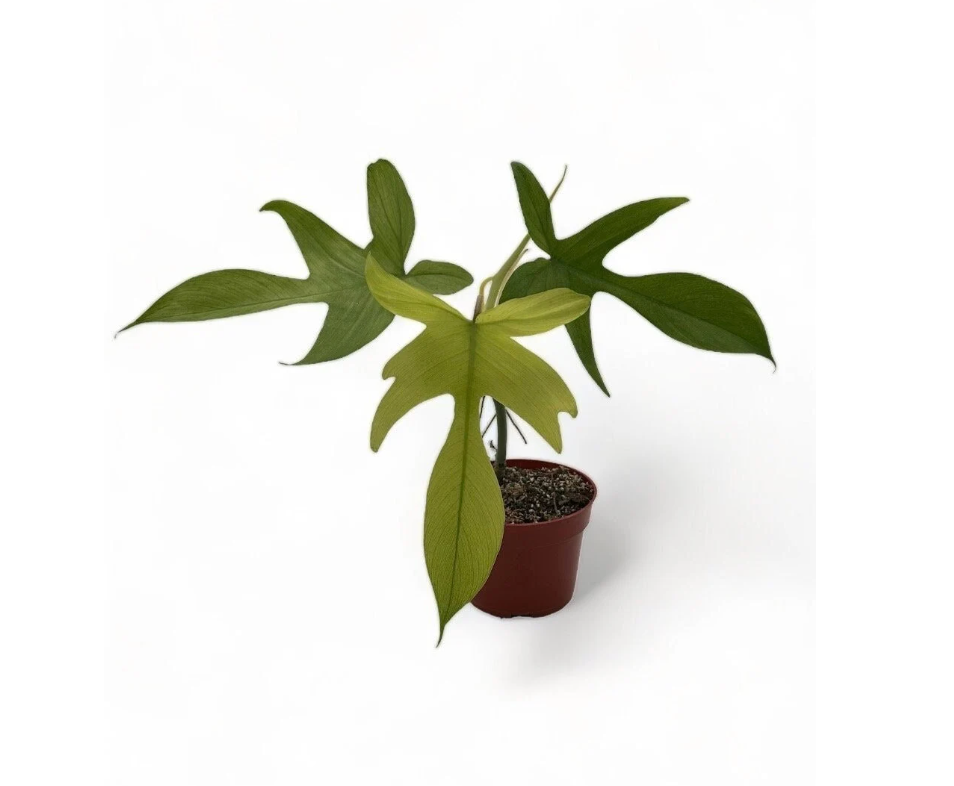 Florida Ghost Philodendron