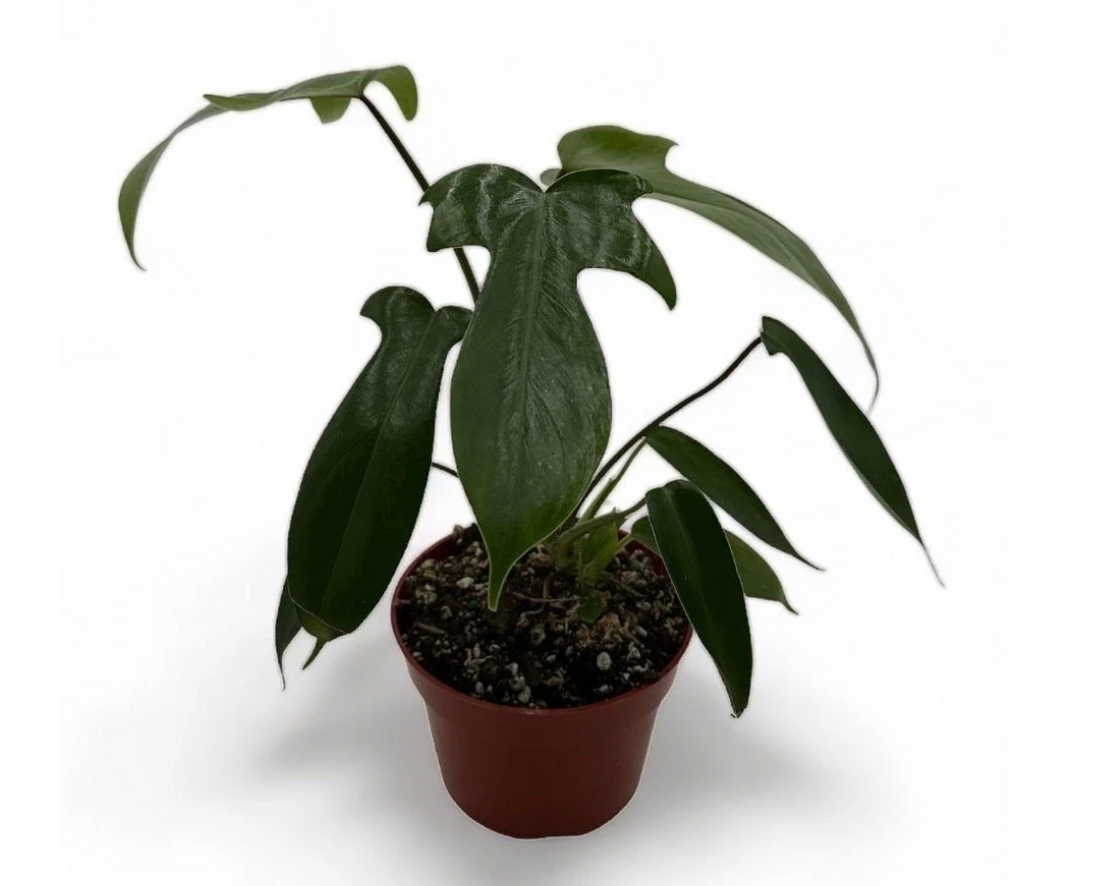 Florida Philodendron