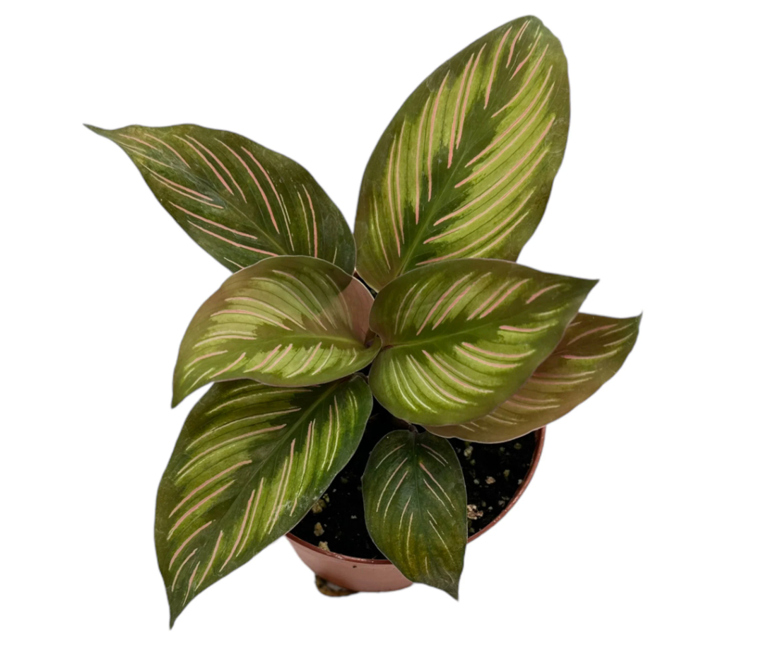 Calathea Beauty Star