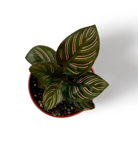 Calathea Pinstripe Ornata