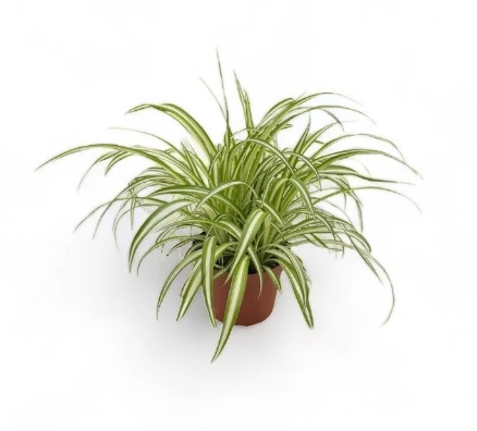 Spider Plant