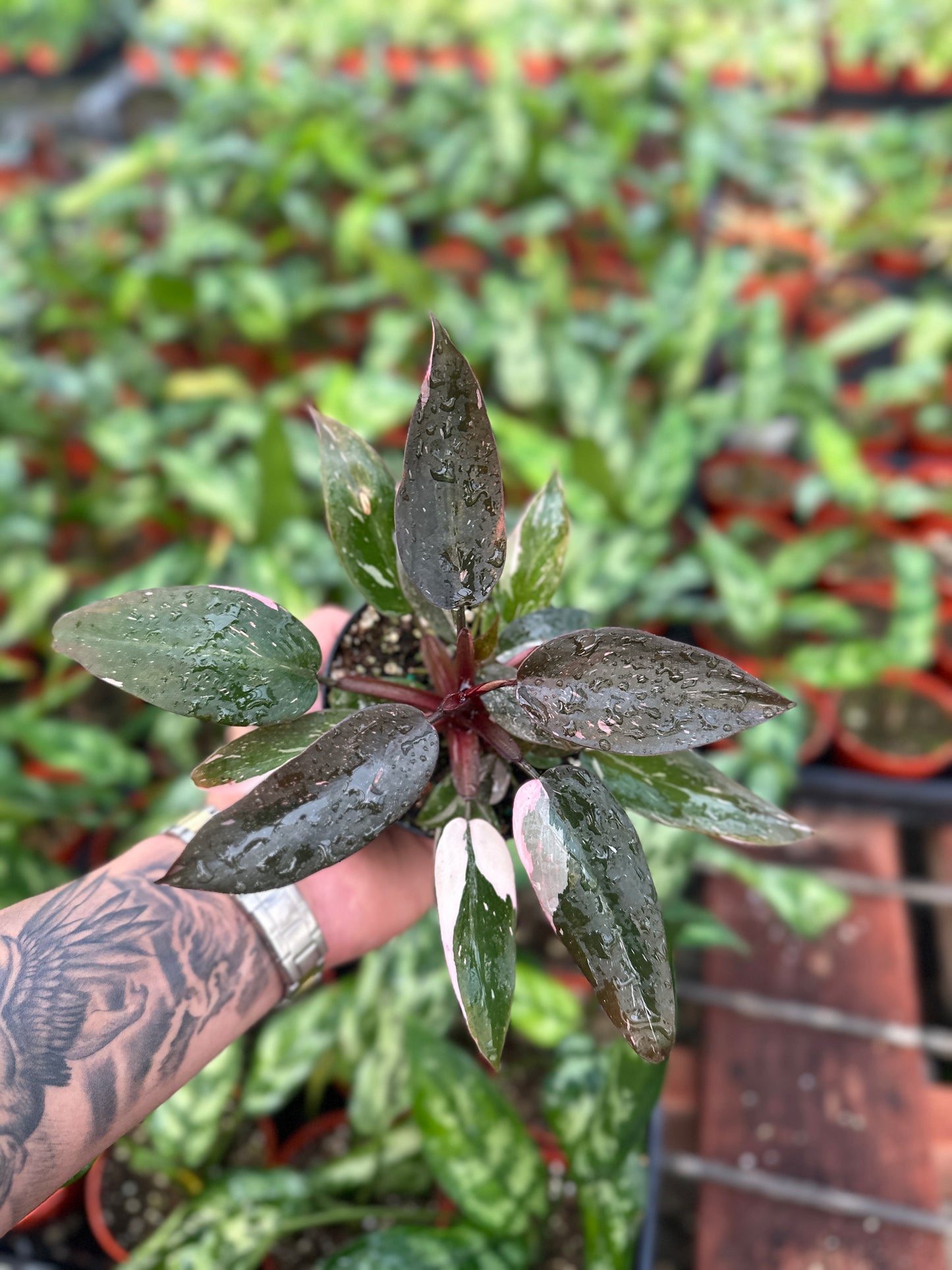 Philodendron Pink Marble - 4” from MyPlants