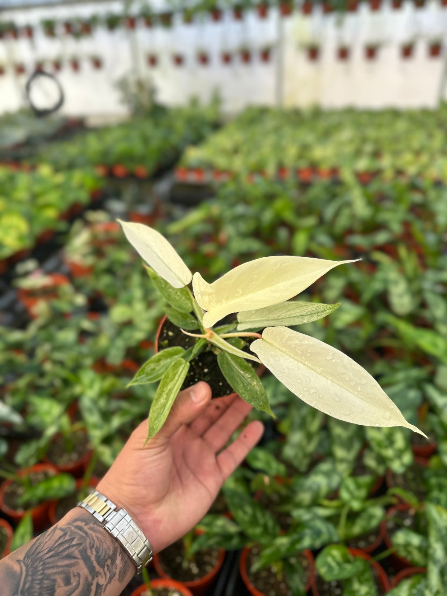 Rare Philodendron Florida Ghost - 4” from MyPlants