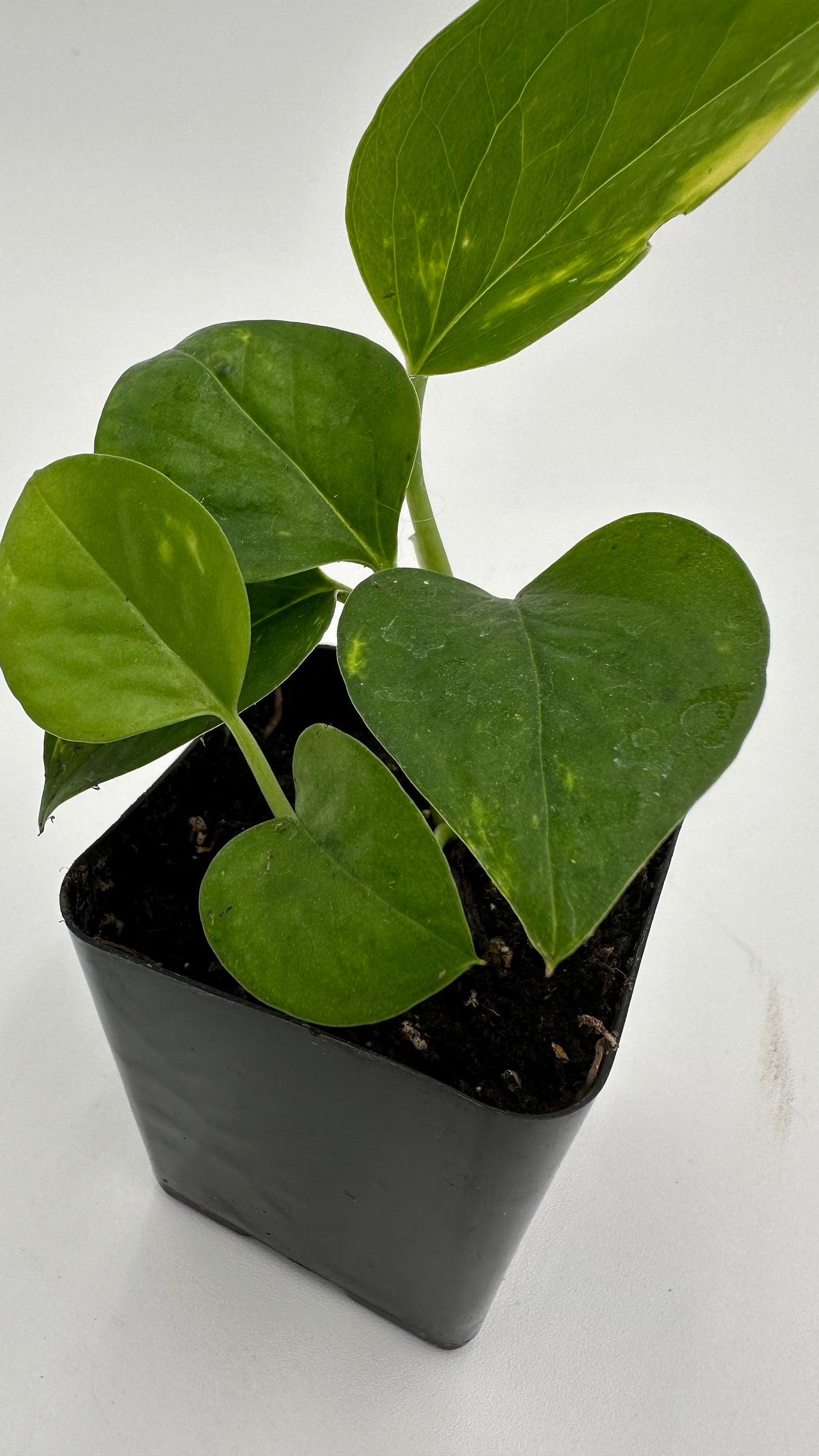 Golden Pothos - Epipremnum Aureum - 2" from MyPlants