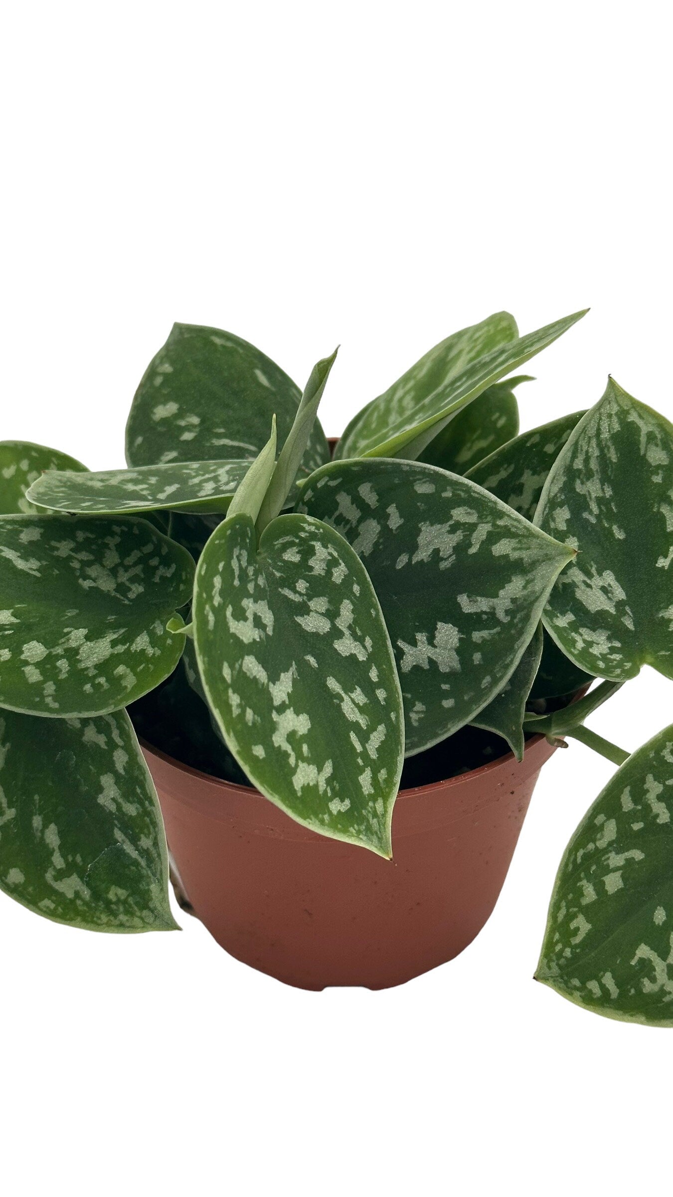 Satin Pothos - Scindapsus Pictus Argyraeus - 4" from MyPlants