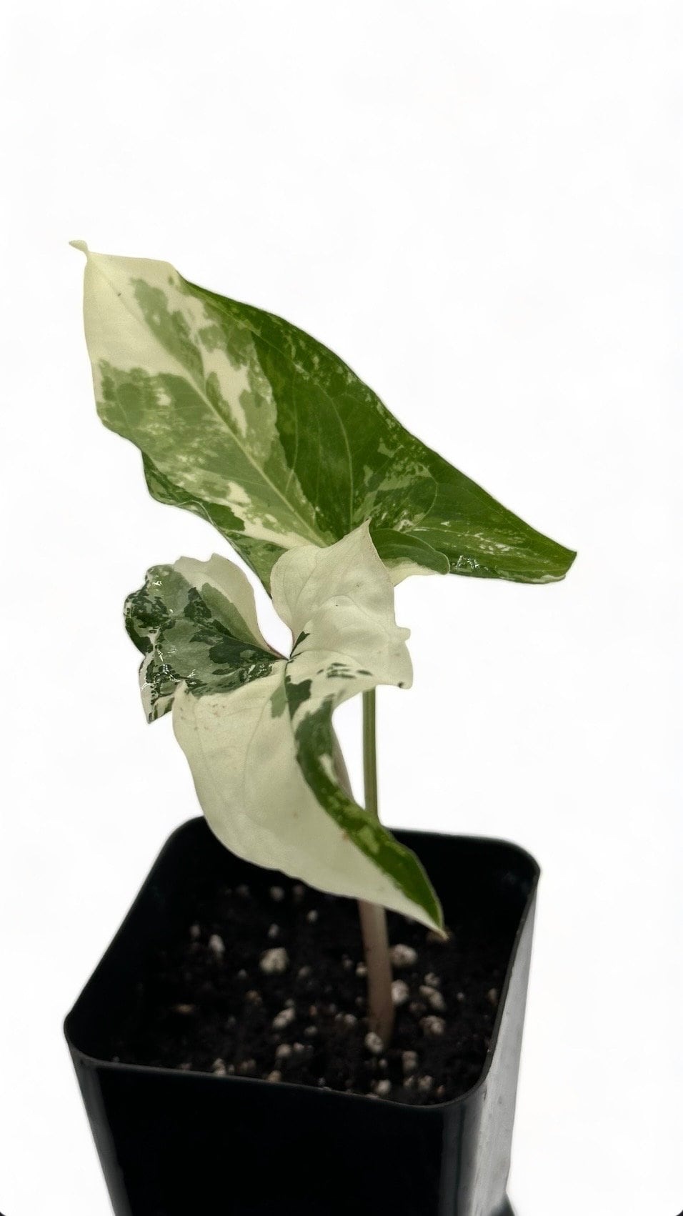 Syngonium Albo Variegated - 2" from MyPlants