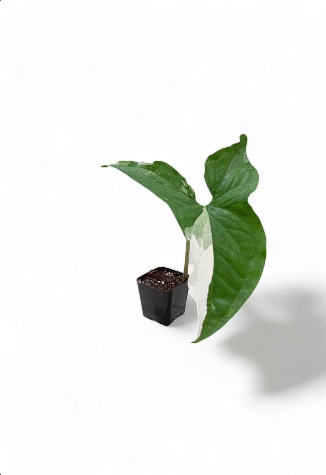 Syngonium Albo Variegated - 2" from MyPlants