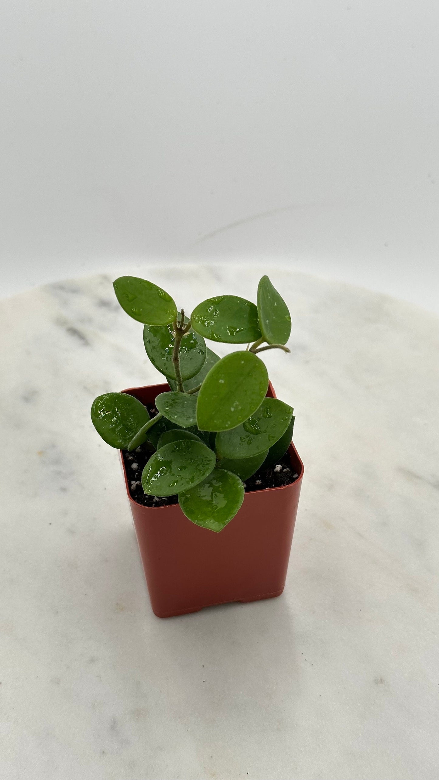 Hoya Mathilde - 2" from MyPlants