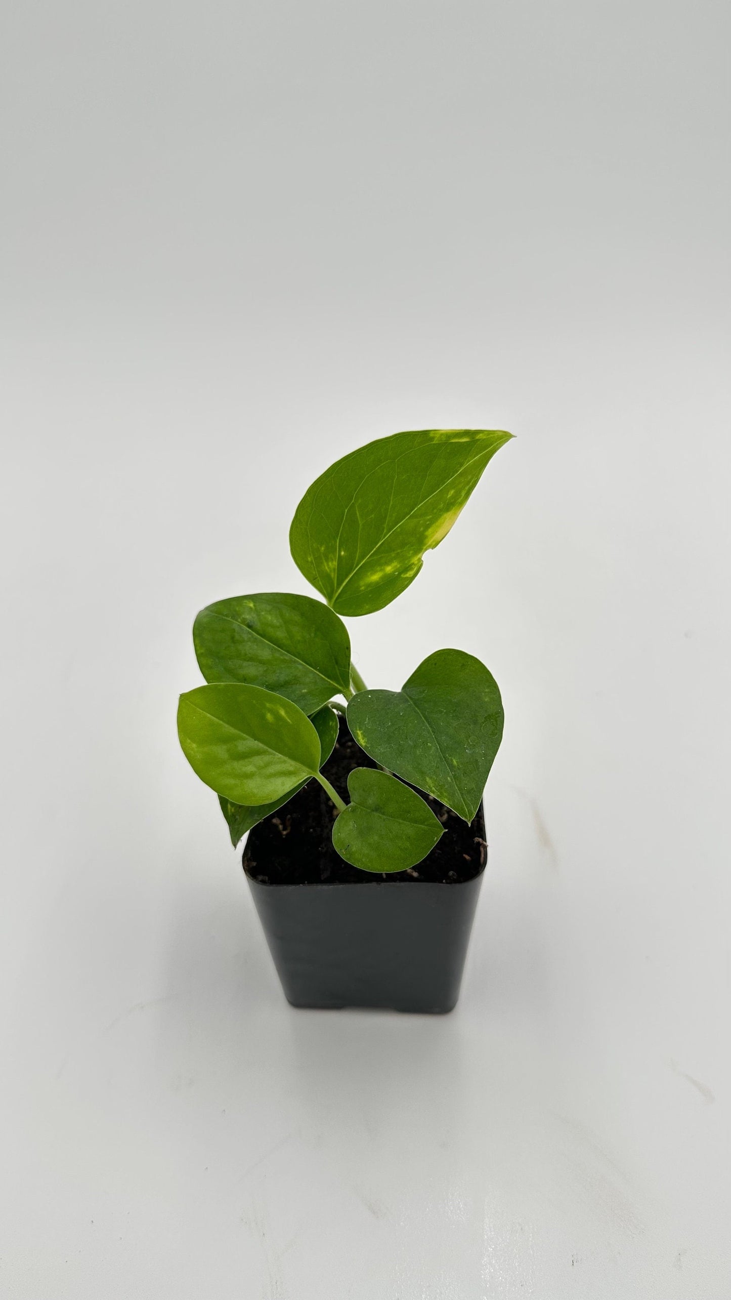 Golden Pothos - Epipremnum Aureum - 2" from MyPlants