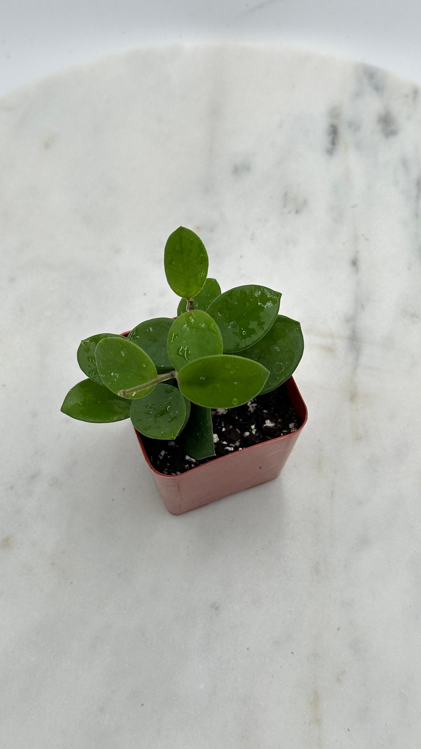 Hoya Mathilde - 2" from MyPlants