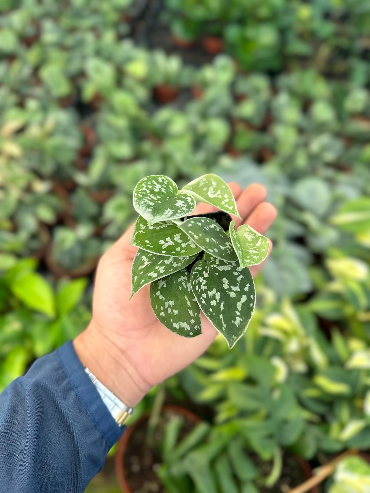 Satin Pothos - Scindapsus Pictus Argyraeus - 2" from MyPlants