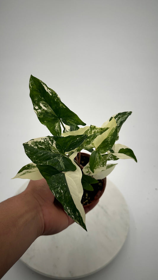 Albo Syngonium Variegated - 4" from MyPlants