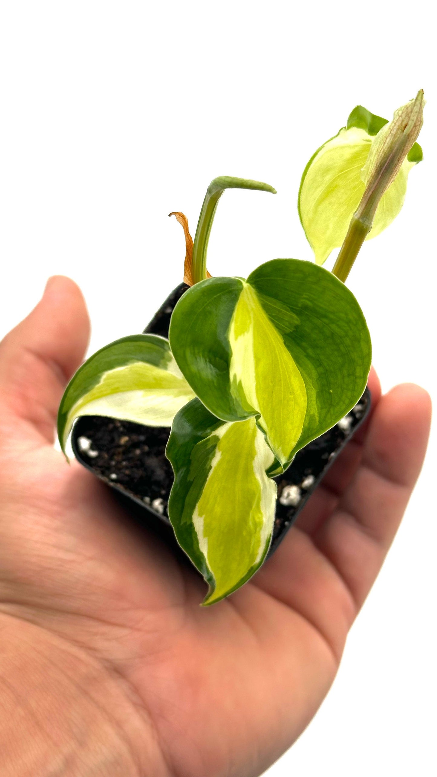 Philodendron Cream Splash - 2" from MyPlants