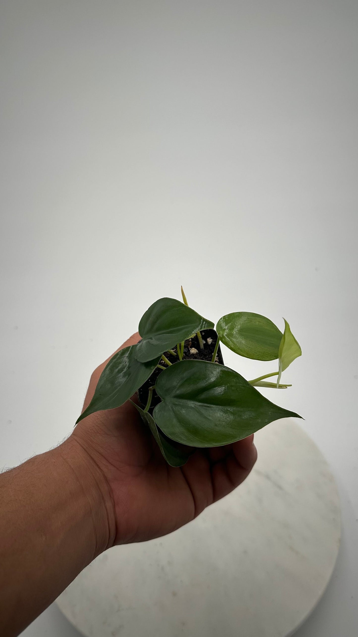 Philodendron Cordatum - 2" from MyPlants