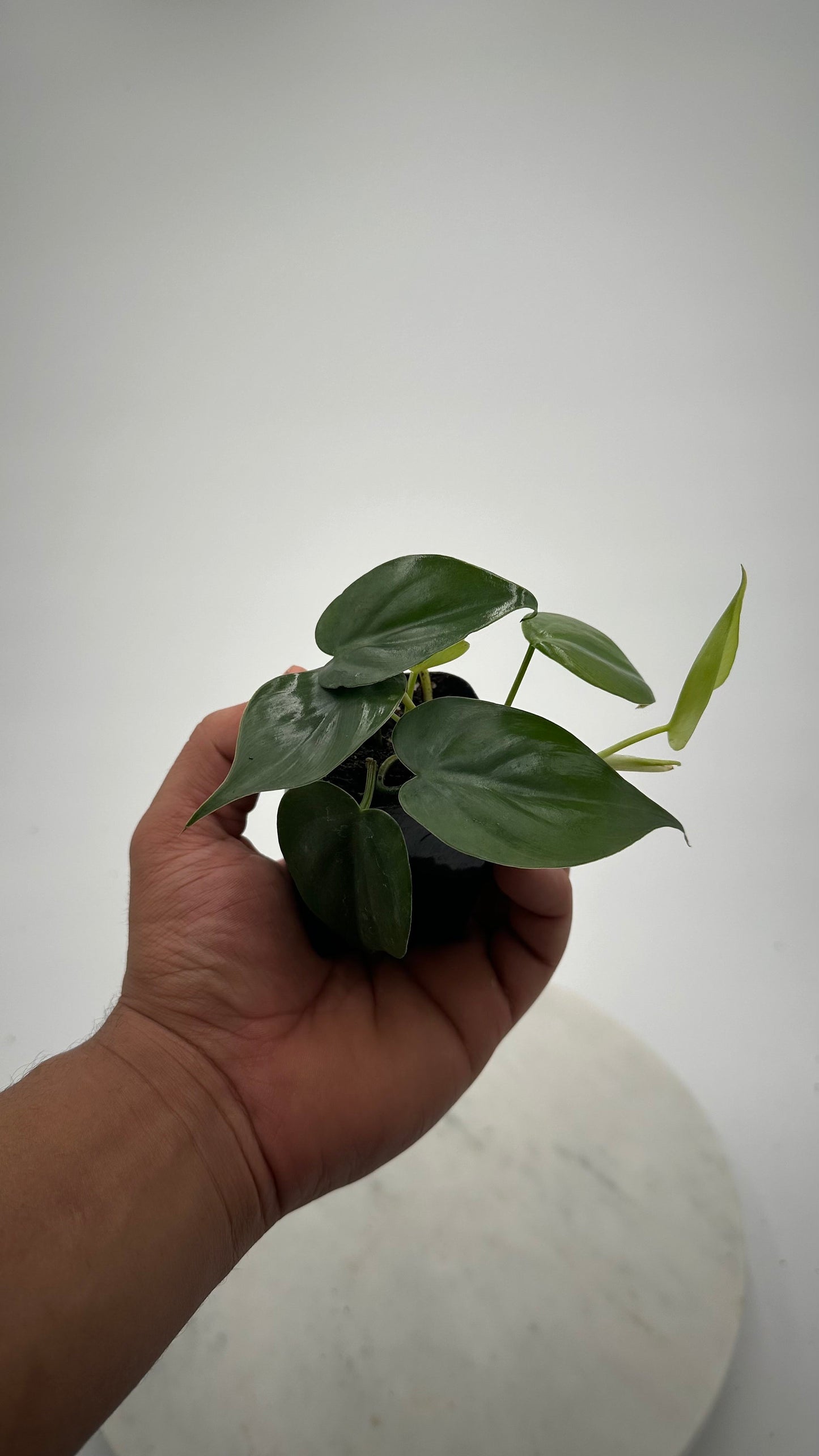 Philodendron Cordatum - 2" from MyPlants