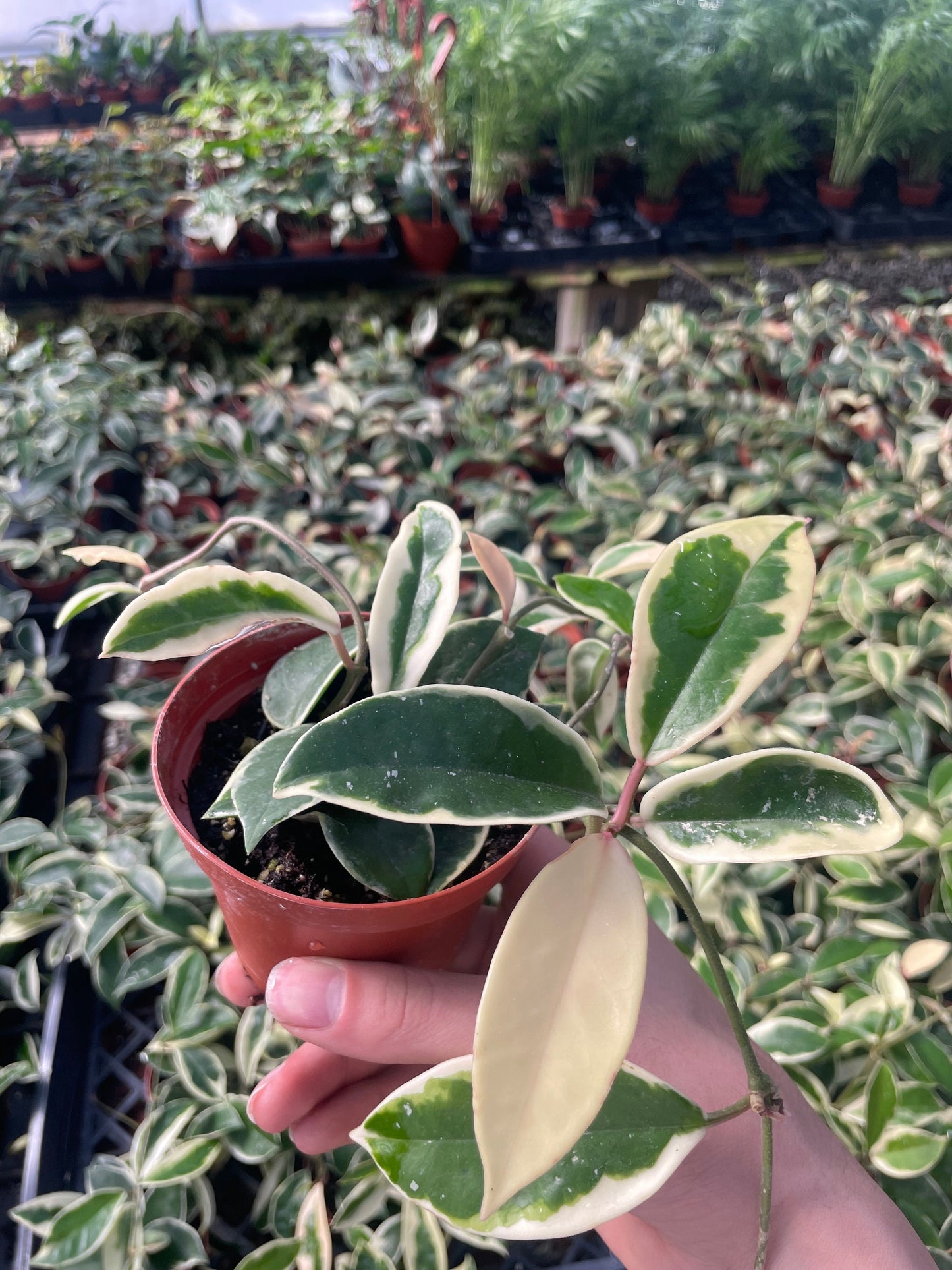 Hoya Krimson Queen (Tricolor) - 4" from MyPlants