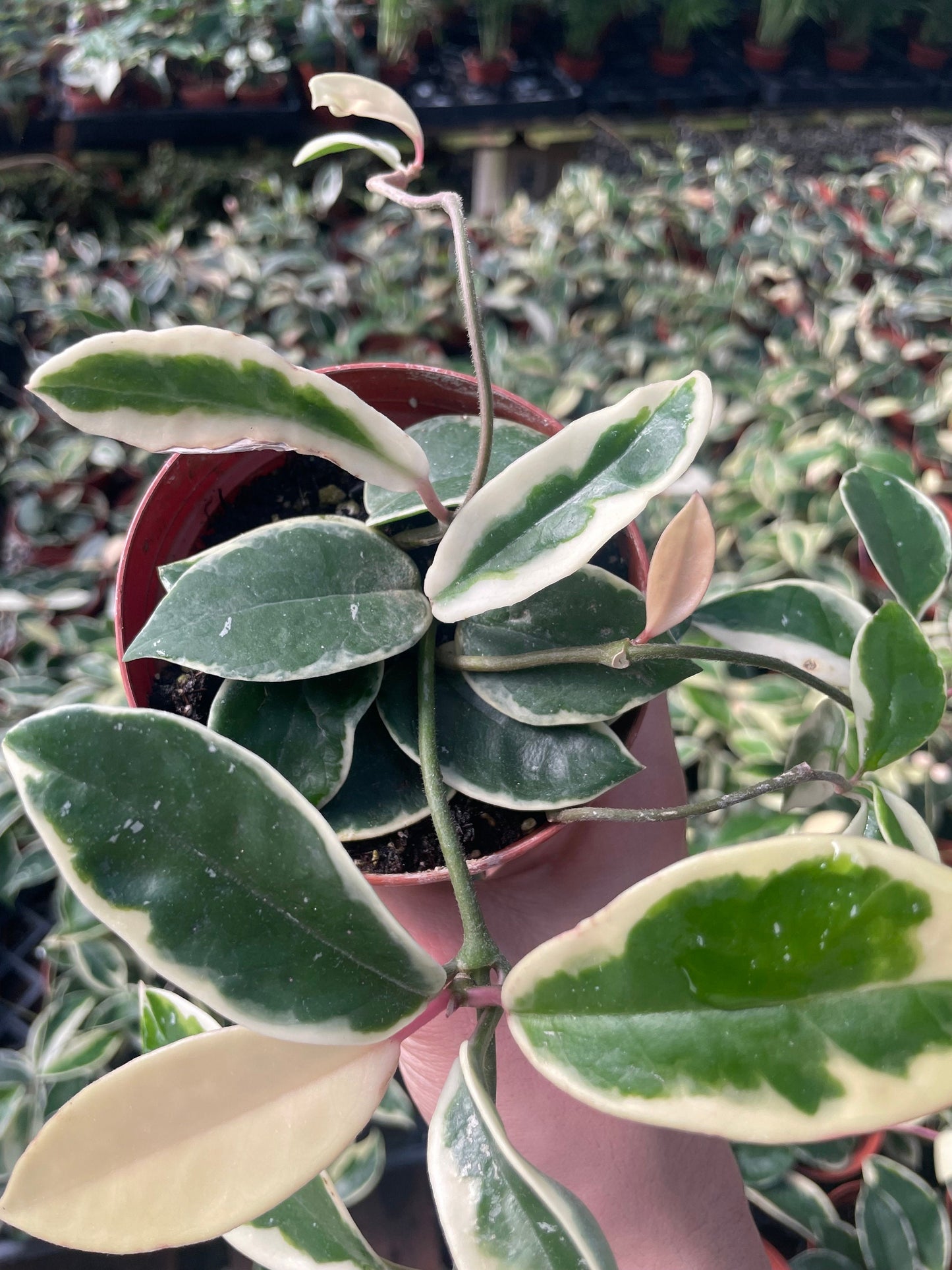 Hoya Krimson Queen (Tricolor) - 4" from MyPlants