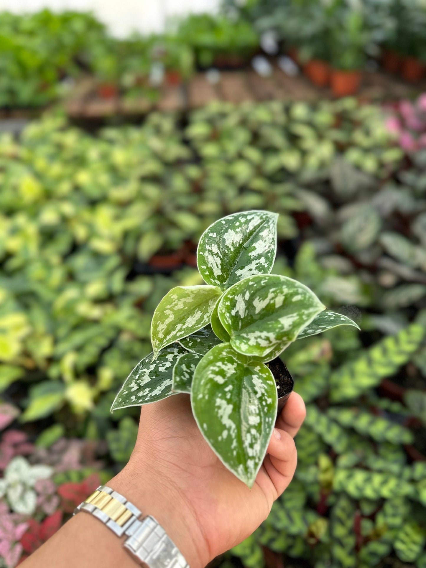 Satin Pothos - Scindapsus Pictus Argyraeus - 2" from MyPlants