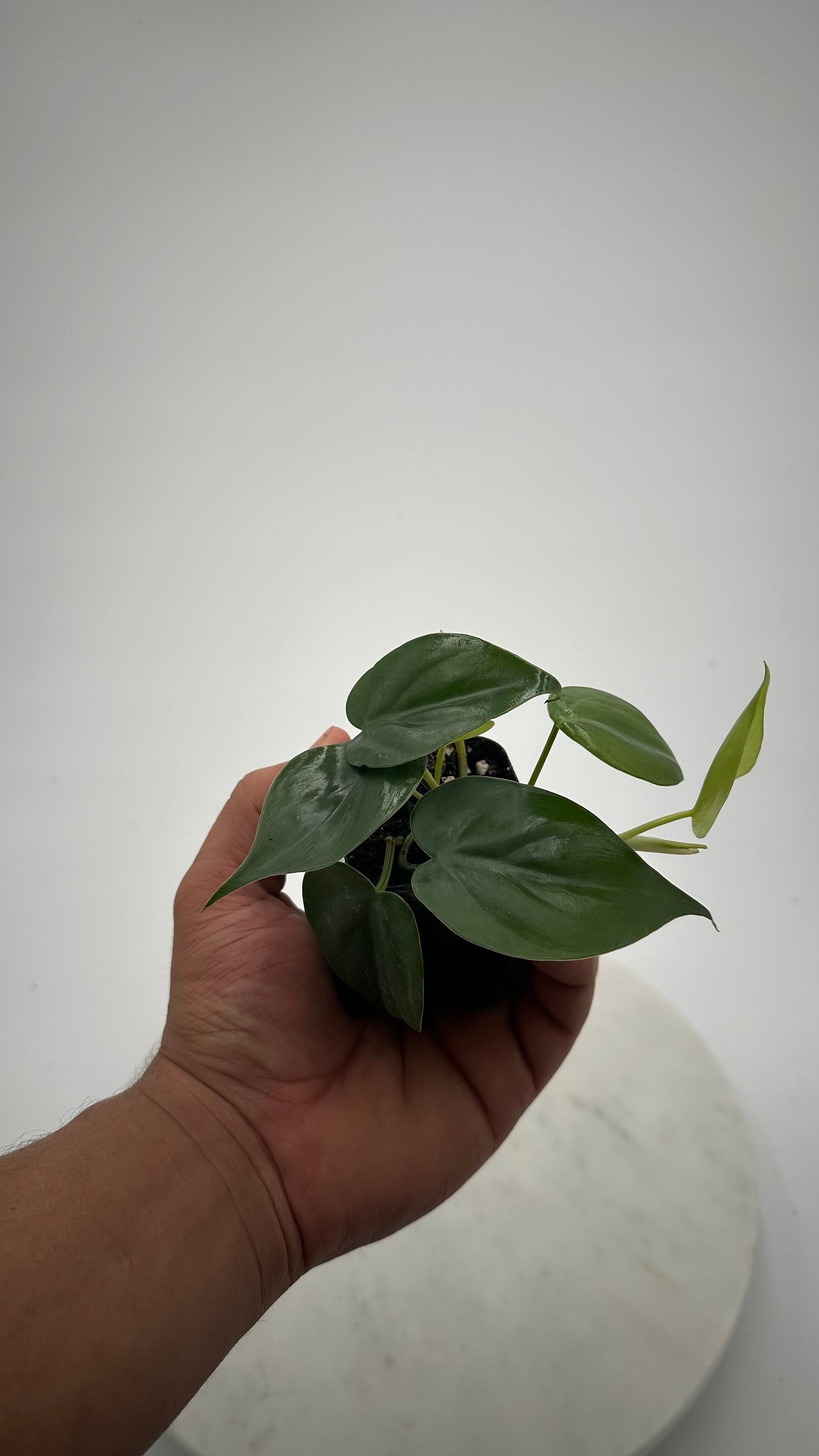 Philodendron Cordatum - 2" from MyPlants