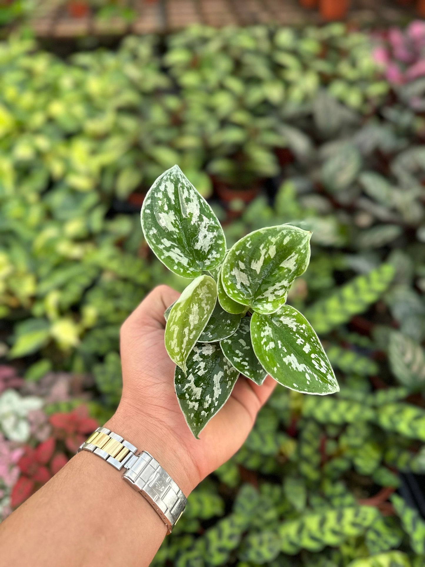 Satin Pothos - Scindapsus Pictus Argyraeus - 2" from MyPlants