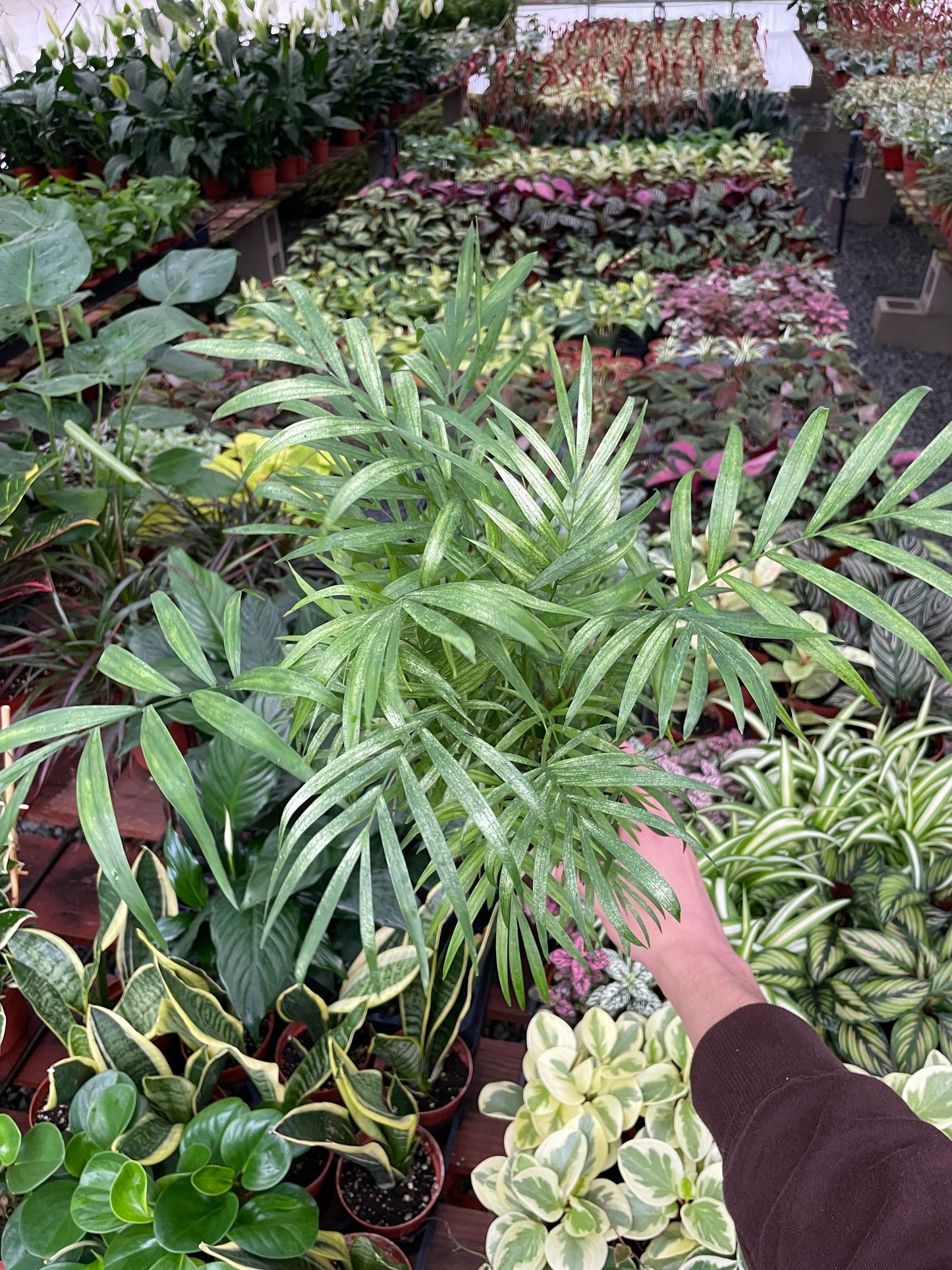 Neanthe Bella Palm - Chamaedorea Elegans - 4" from MyPlants