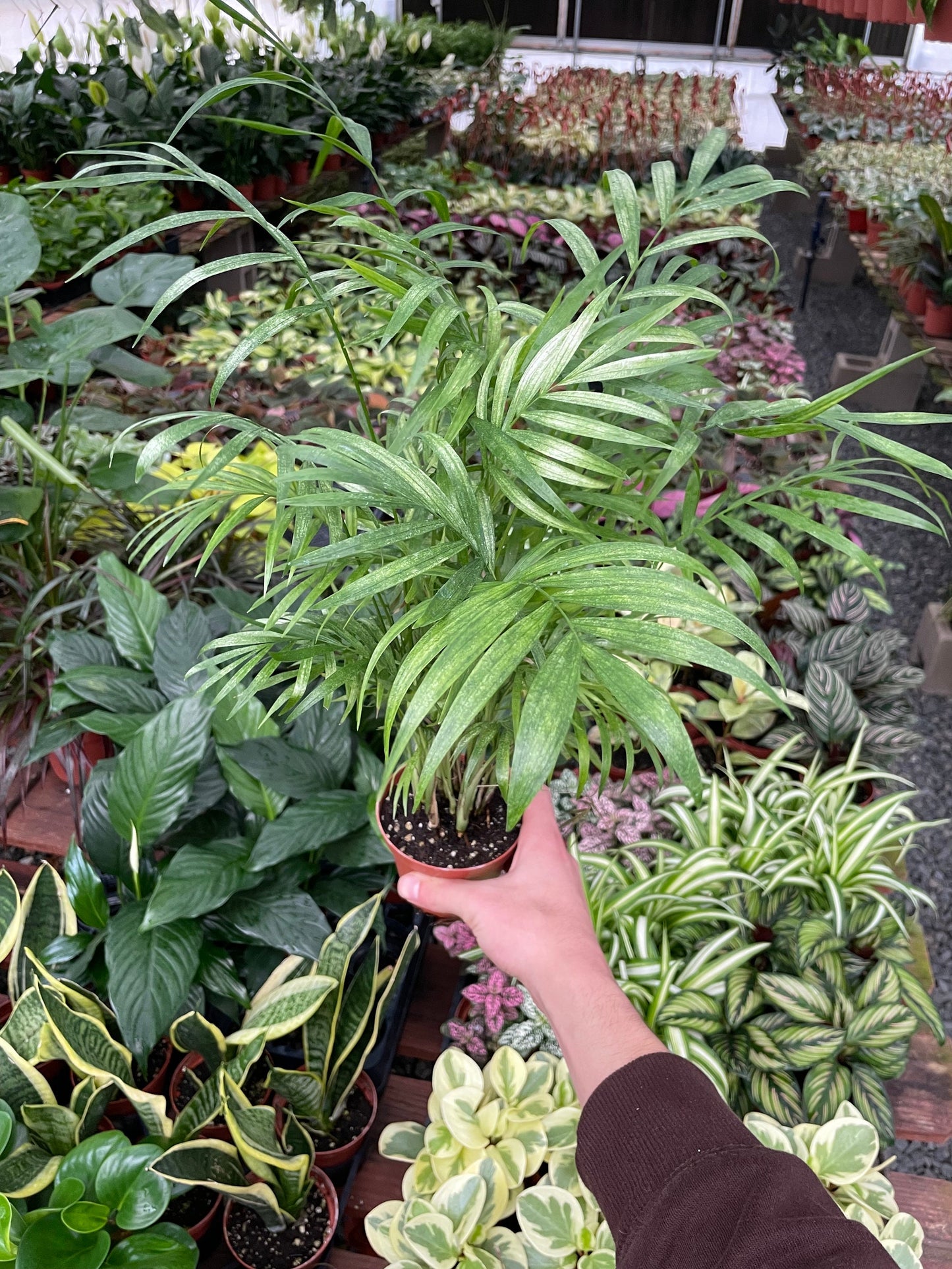 Neanthe Bella Palm - Chamaedorea Elegans - 4" from MyPlants