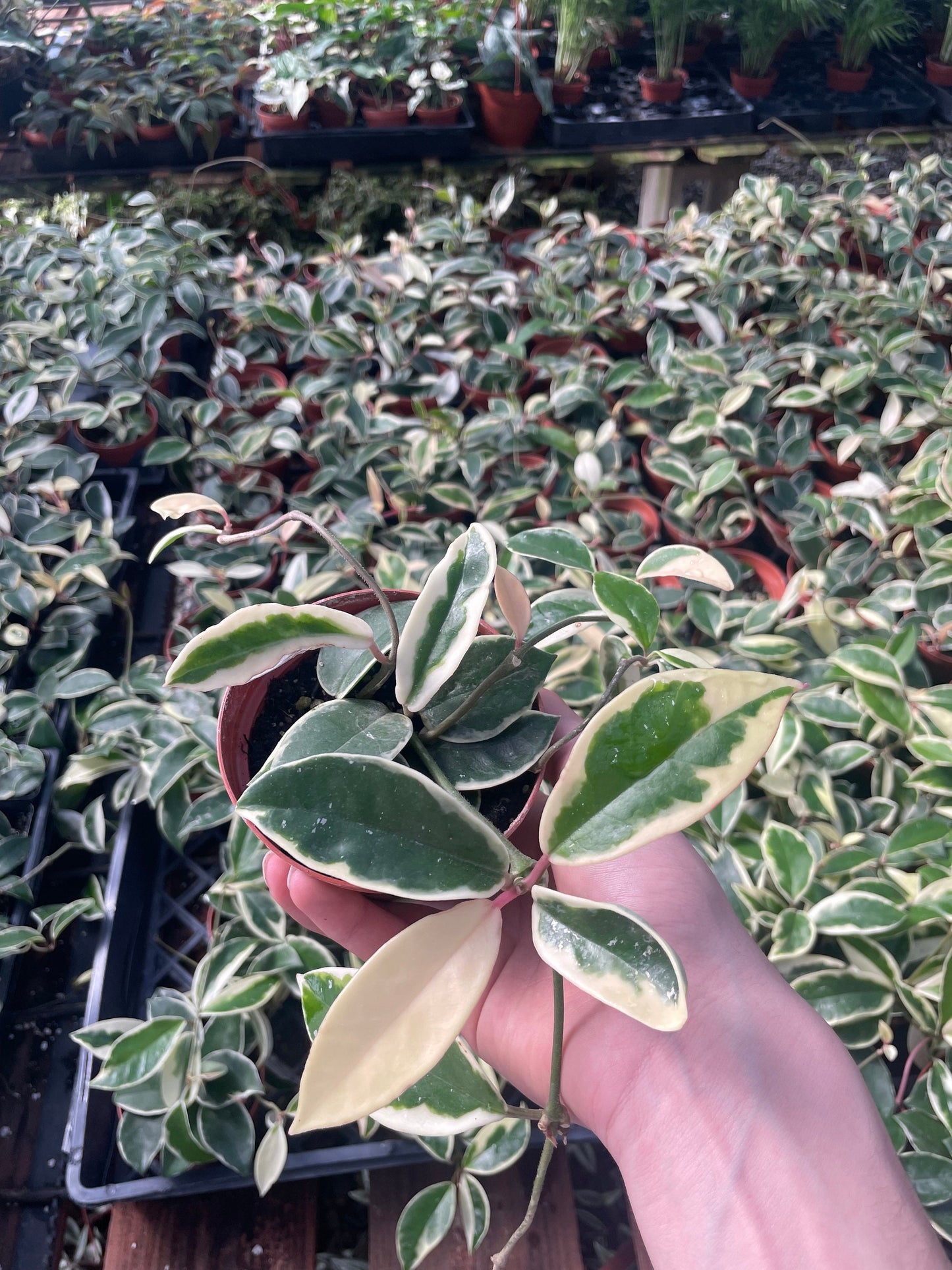 Hoya Krimson Queen (Tricolor) - 4" from MyPlants