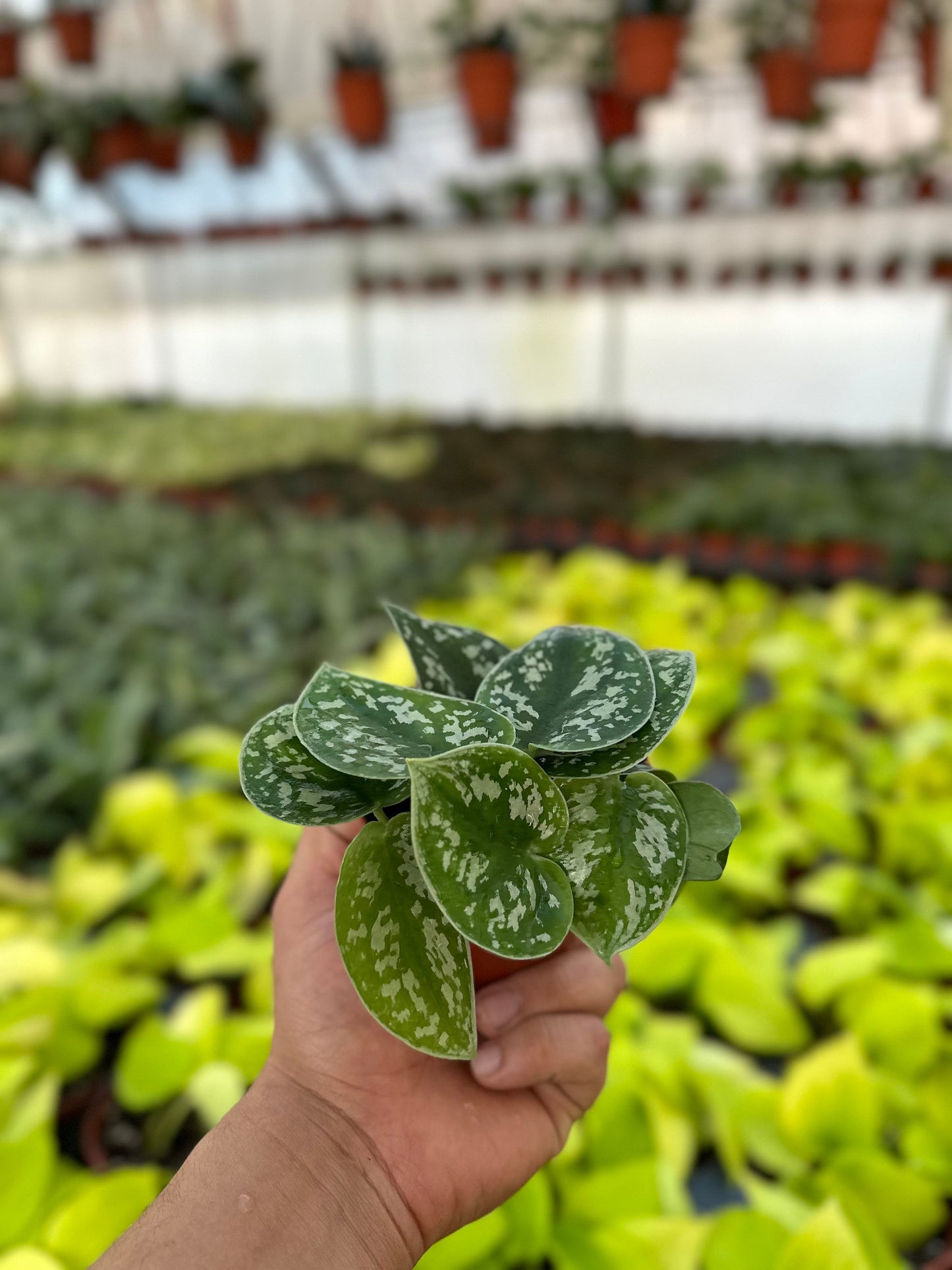 Satin Pothos - Scindapsus Pictus Argyraeus - 4" from MyPlants