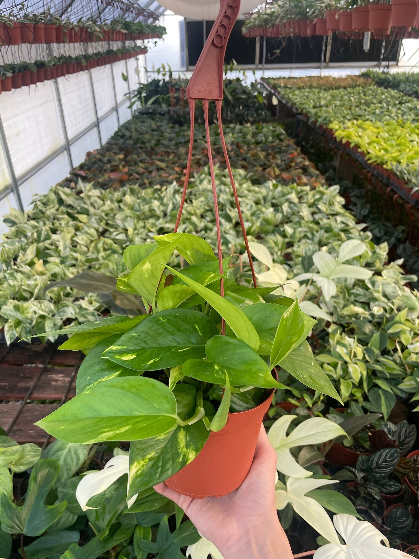 Golden Pothos - Epipremnum Aureum - 6" from MyPlants