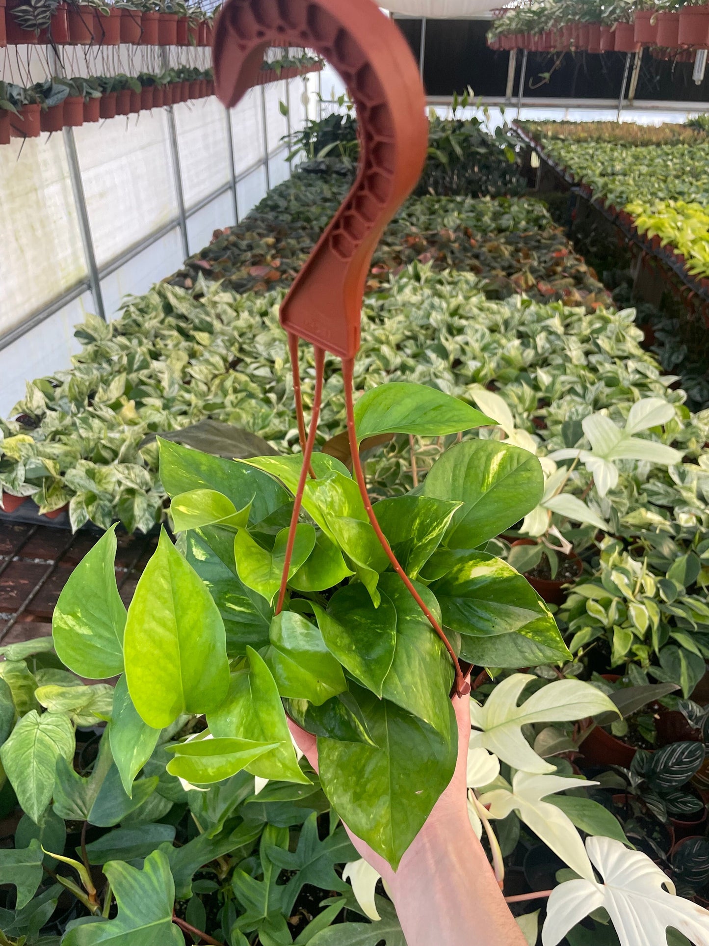 Golden Pothos - Epipremnum Aureum - 6" from MyPlants