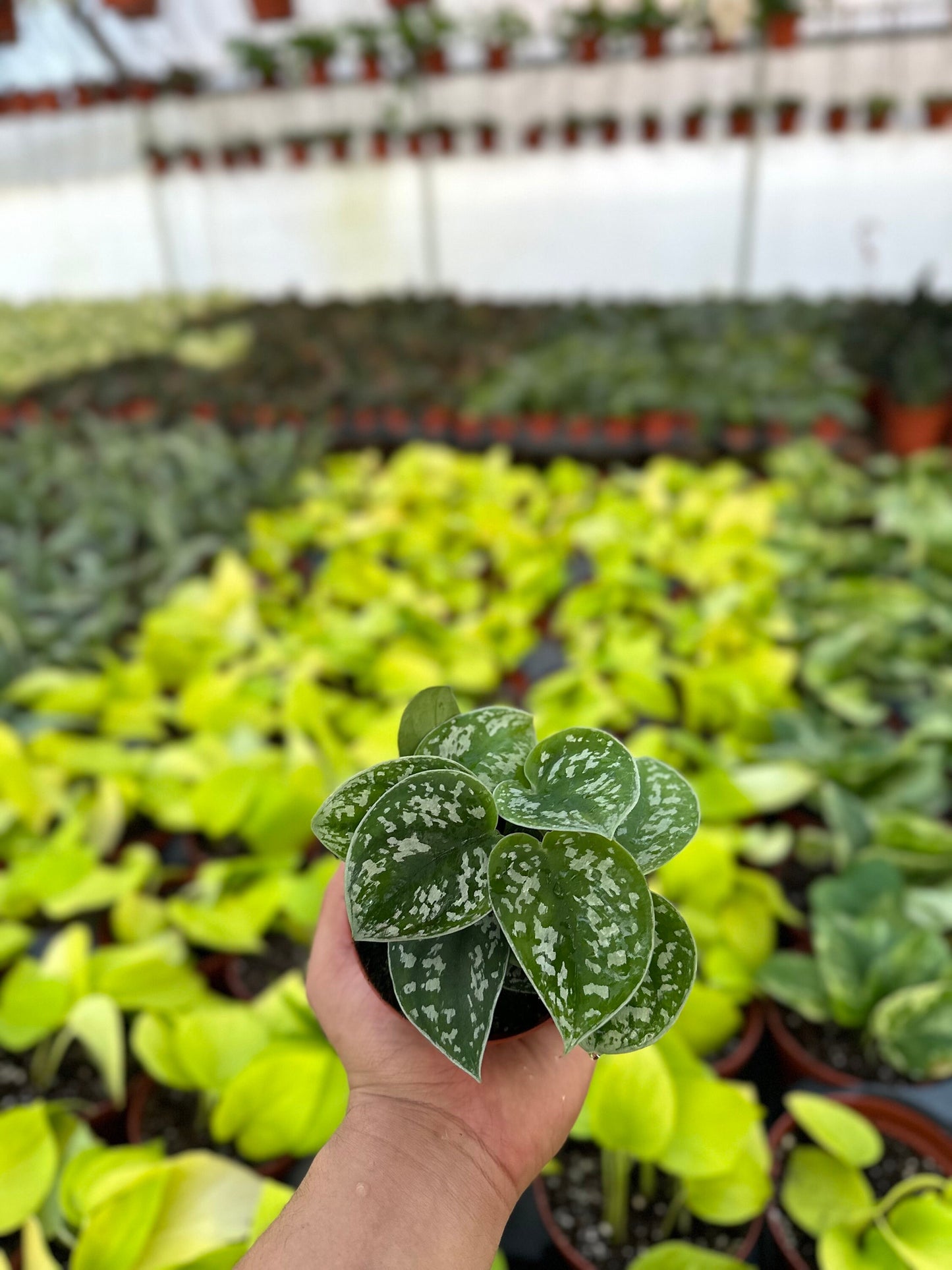 Satin Pothos - Scindapsus Pictus Argyraeus - 4" from MyPlants