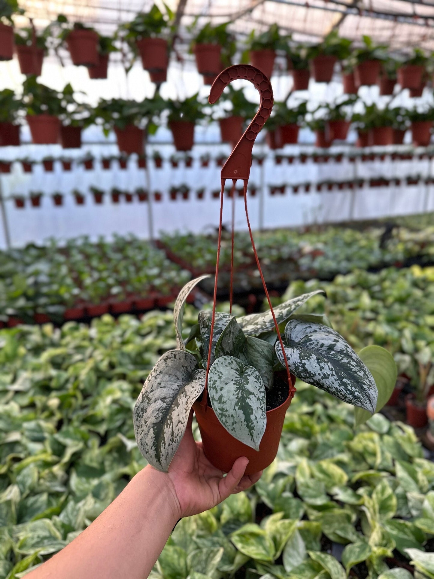 Satin Pothos - Scindapsus Pictus Exotica - 6" from MyPlants