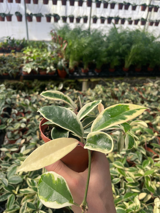 Hoya Krimson Queen (Tricolor) - 4" from MyPlants