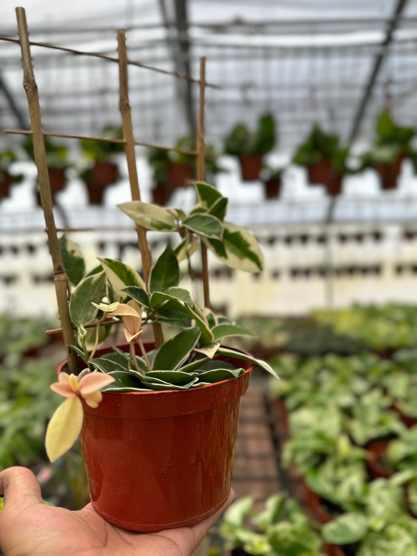 Trellis Hoya Krimson Queen (Tricolor) - 6" from MyPlants