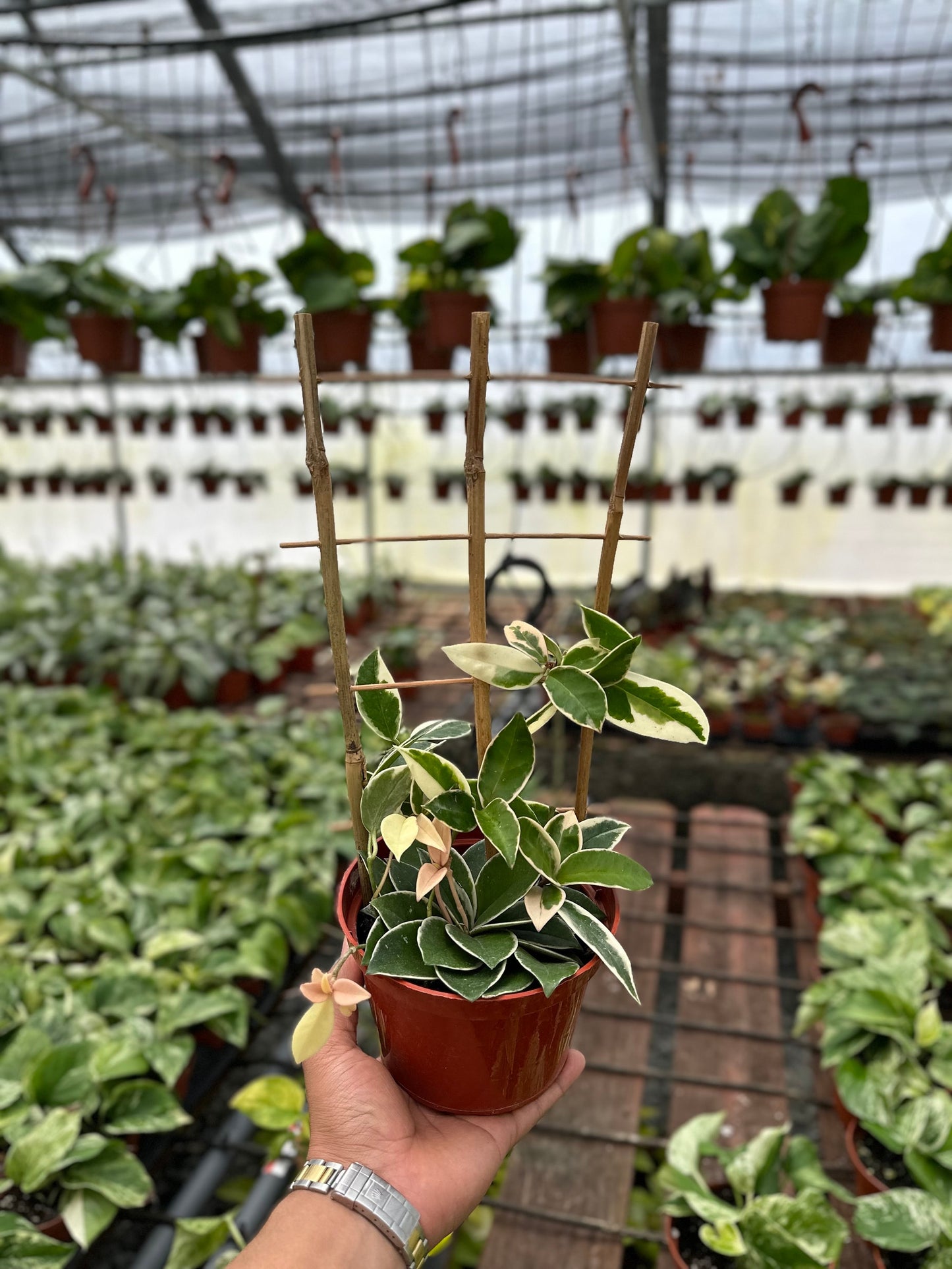 Trellis Hoya Krimson Queen (Tricolor) - 6" from MyPlants