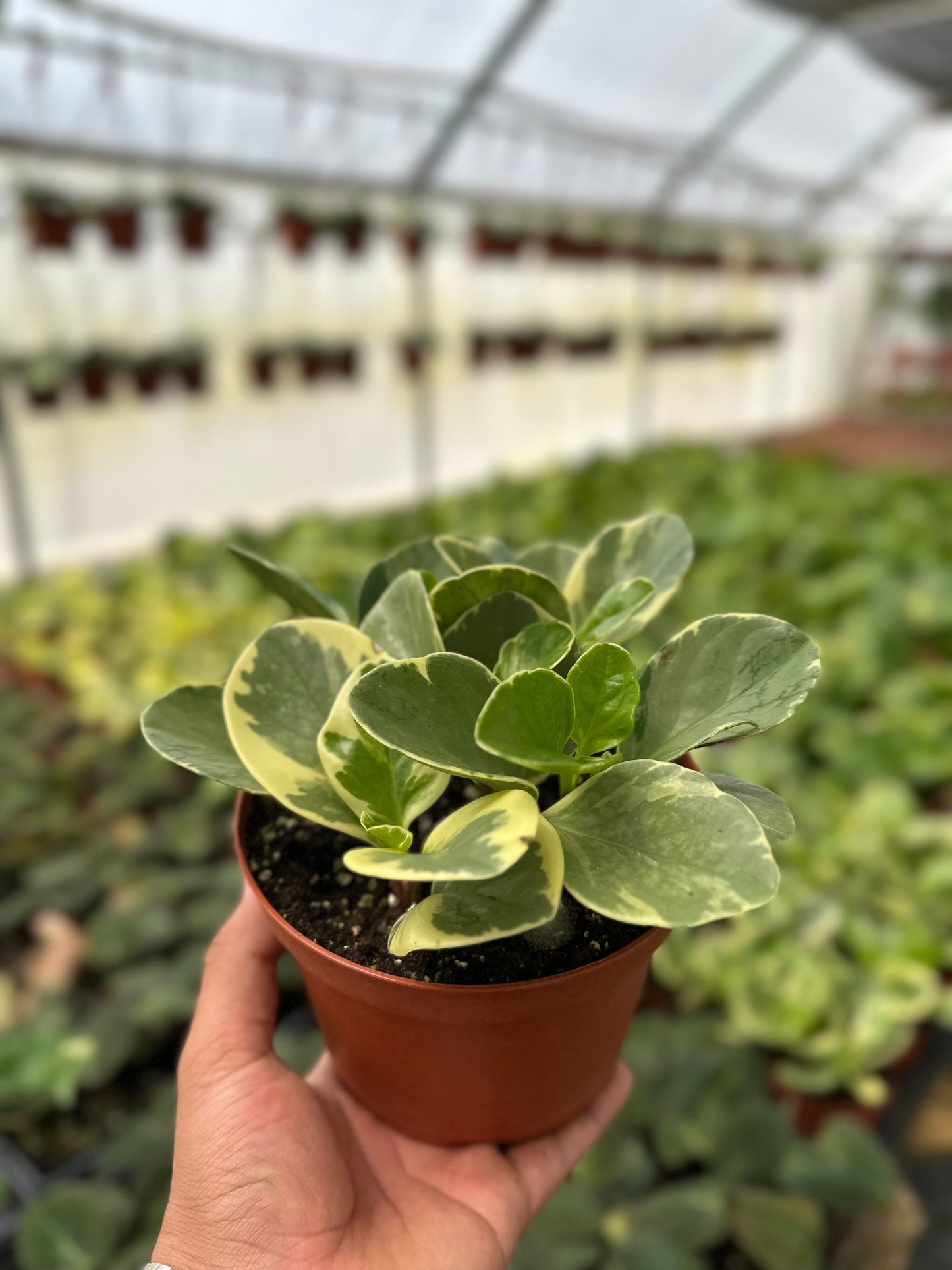 Variegated Peperomia - 6" from MyPlants