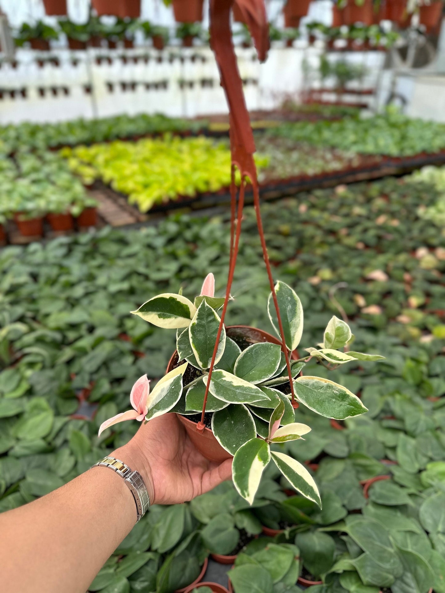 Hoya Krimson Queen (Tricolor) - 6" from MyPlants