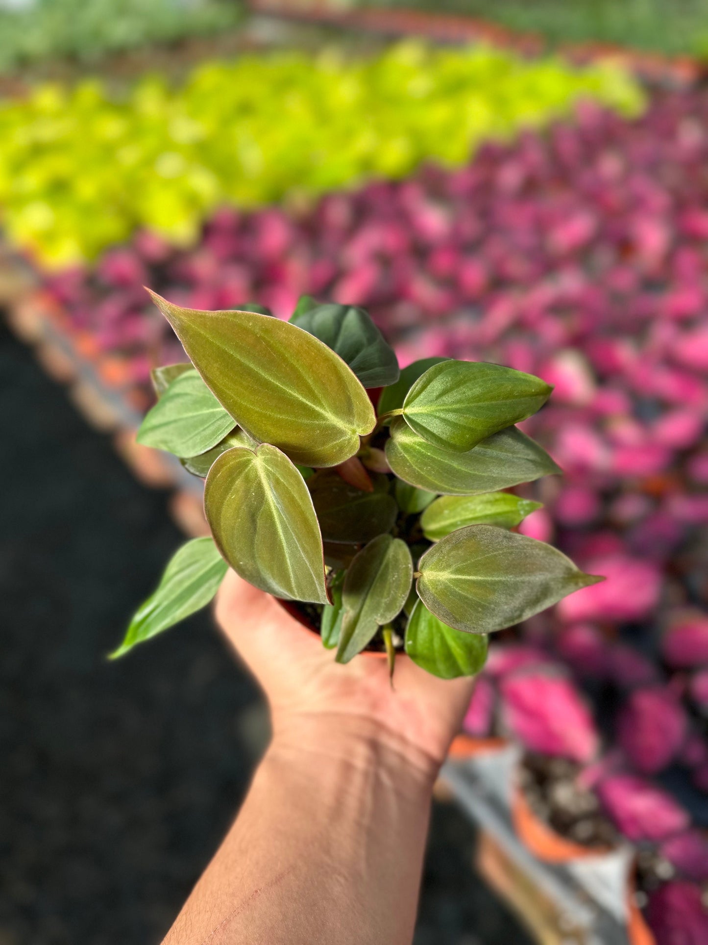 Philodendron Micans - 4" from MyPlants