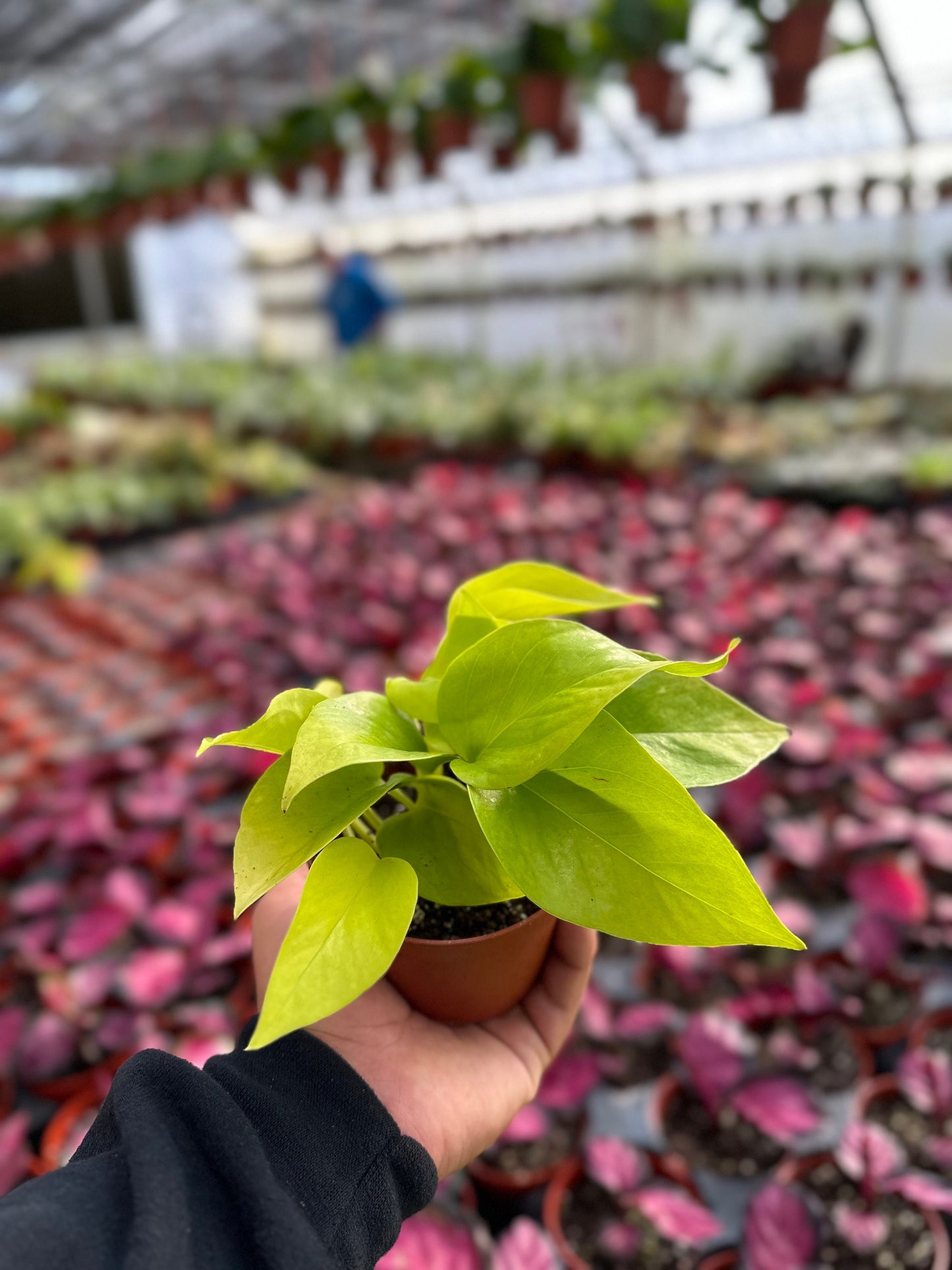 Neon Pothos - Epipremnum Pinnatum - 4" from MyPlants