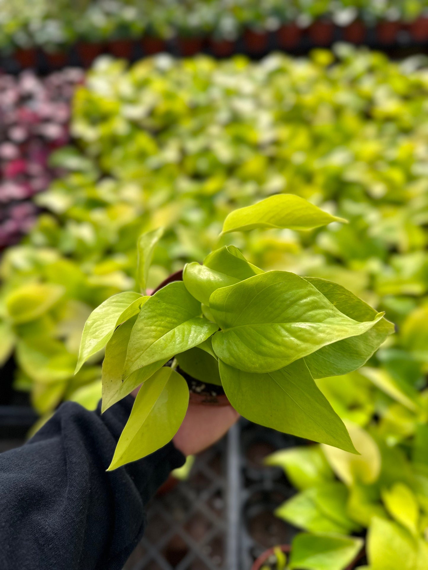 Neon Pothos - Epipremnum Pinnatum - 4" from MyPlants