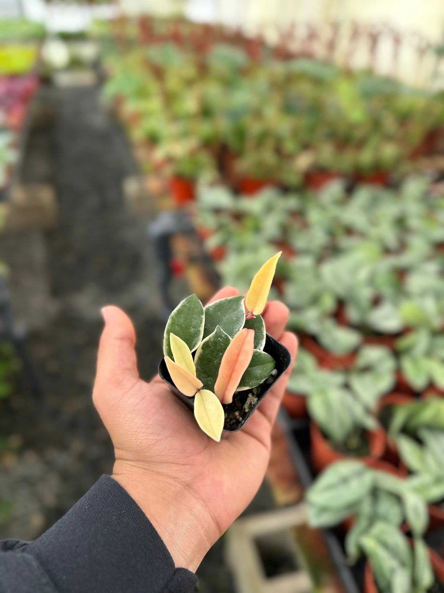 Hoya Krimson Queen (Tricolor) - 2" from MyPlants