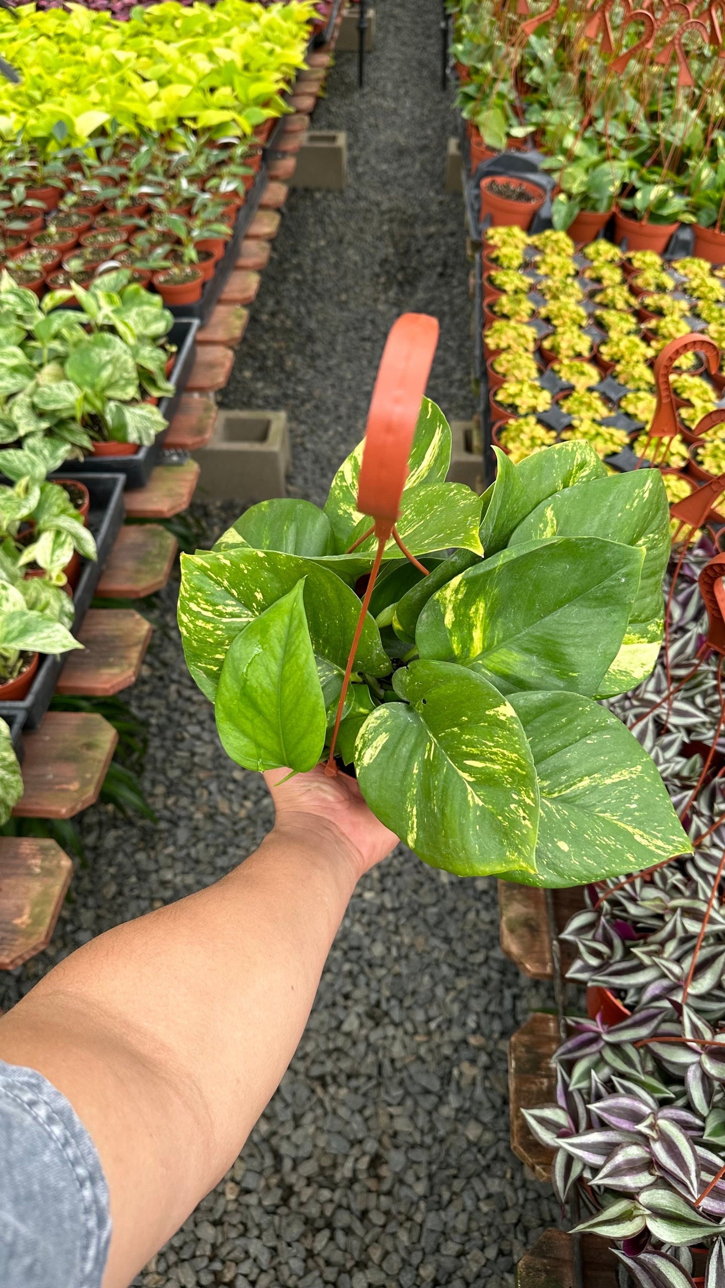 Golden Pothos (Big Leaf) - Epipremnum Aureum - 6" from MyPlants