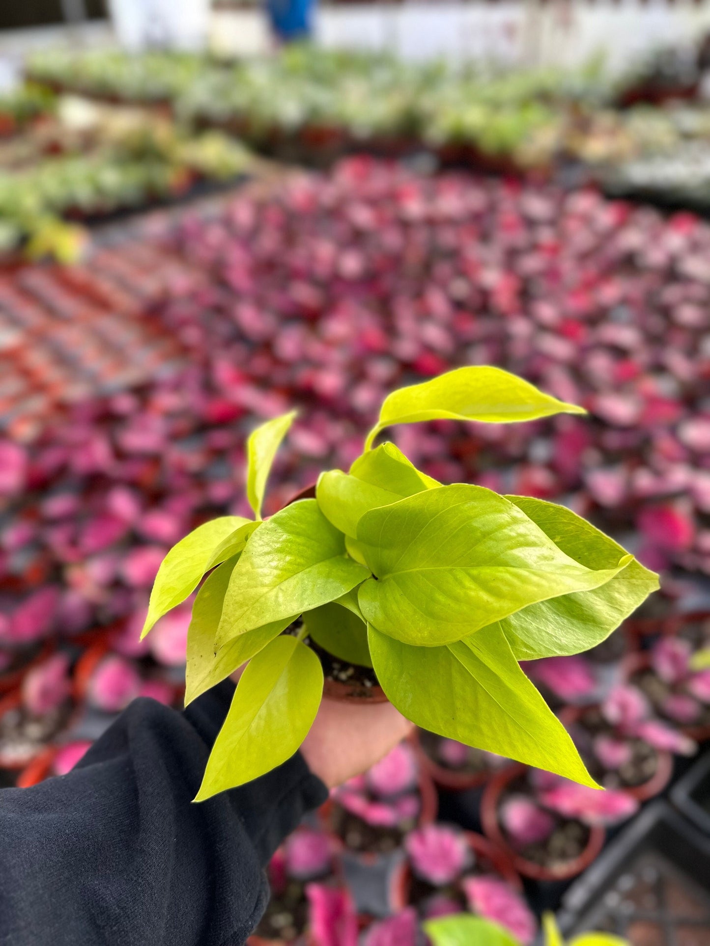 Neon Pothos - Epipremnum Pinnatum - 4" from MyPlants